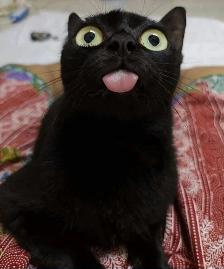 Eine Katze streckt die Zunge heraus