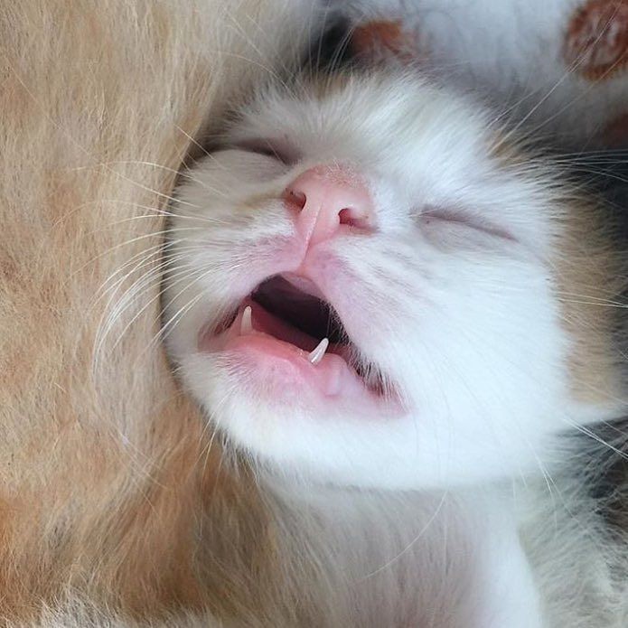 Katze kuschelt mit offnenem Mund