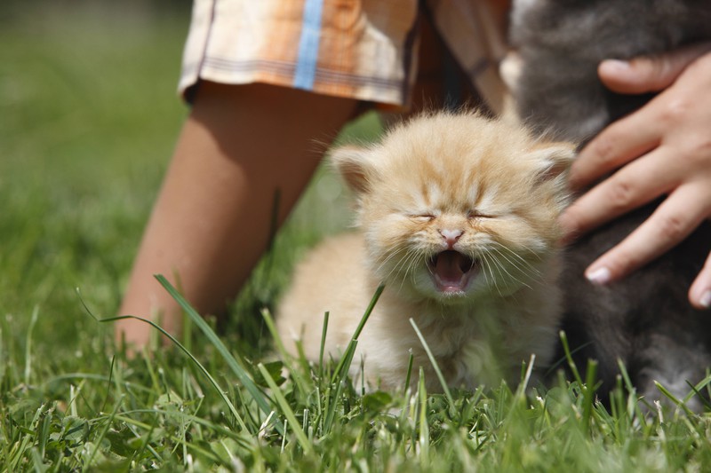 Katzen, die viel miauen, versuchen mit ihren Menschen zu kommunizieren und zeigen dadurch oft ihre Zuneigung.