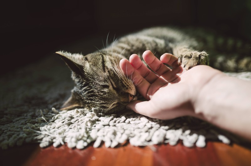 Katzen drücken ihre Liebe aus, indem sie ihre Menschen „sauber machen“, also abschlecken.