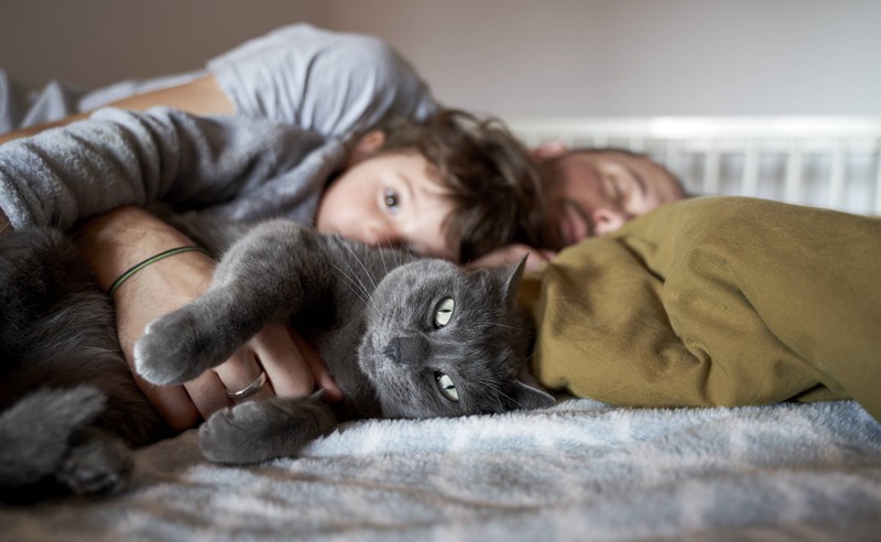 Katzen lieben ihre Besitzer sehr, wenn sie mit ihnen in einem Bett schlafen.