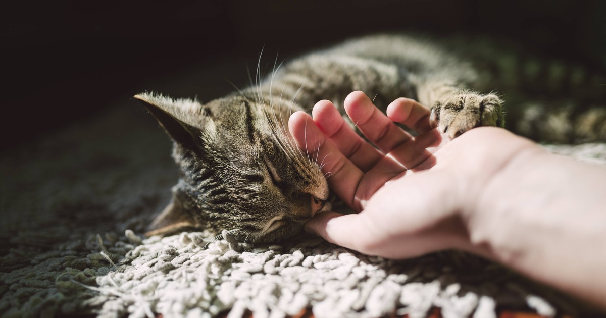 14 Anzeichen, an denen du erkennst, dass deine Katze dich liebt