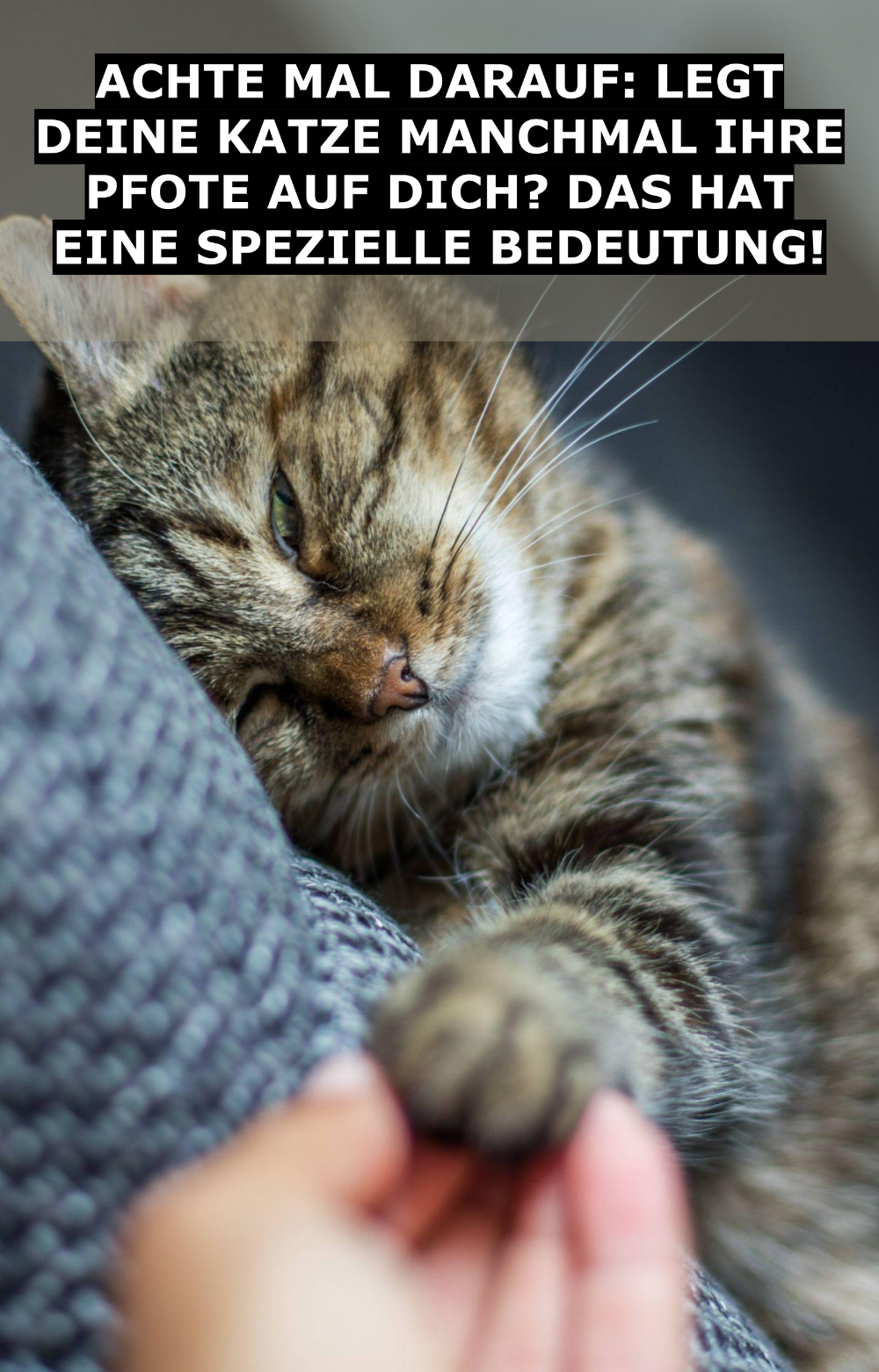 Anzeichen Dass Deine Katze Dich Töten Will 14 Anzeichen, an denen du erkennst, dass deine Katze dich liebt