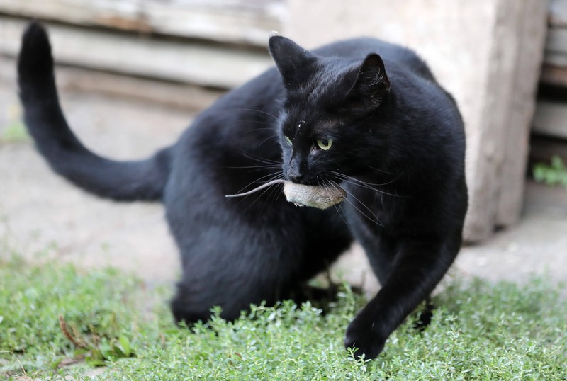 Wenn Katzen Geschenke bringen, also Mäuse oder Vögel, gestehen sie Menschen ihre Liebe.