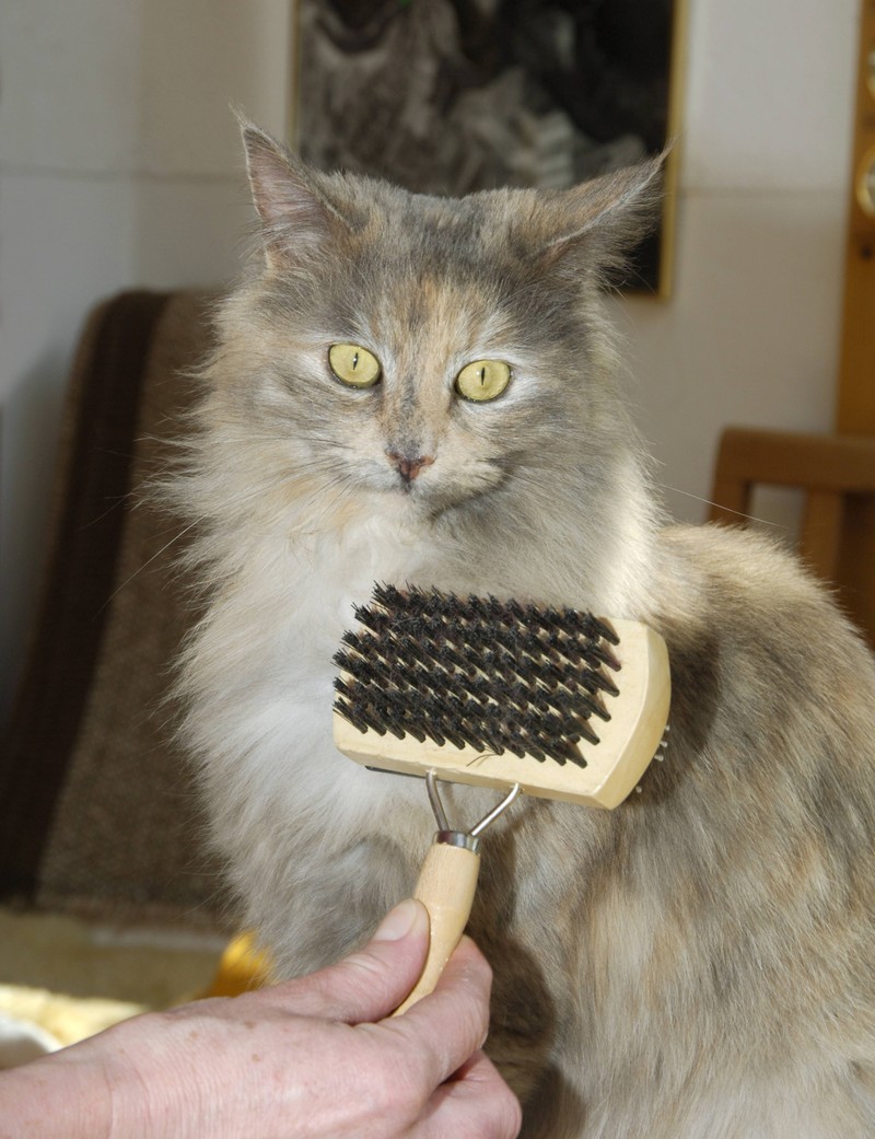 Das Fell von alten Katzen sollte gut gepflegt werden.