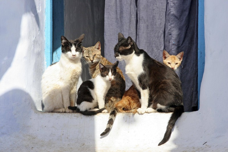 Die Lebenserwartung von Katzen hängt von verschiedenen Faktoren ab.