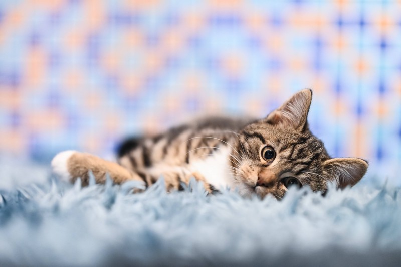 Es ist wichtig, Schmerzanzeichen bei alten Katzen zu erkennen.