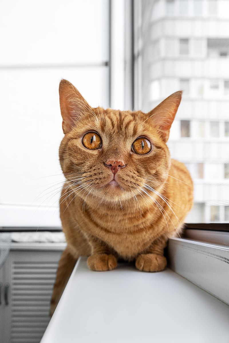 Katzen gelten ab 10 Jahren schon als alt.