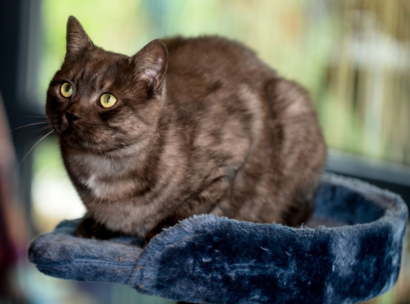 Katzen verändern sich im Alter.