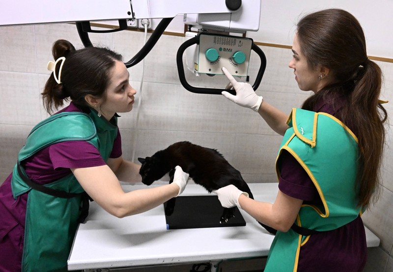Katzenbesitzer sollten regelmäßig mit einer alten Katze zum Tierarzt gehen.