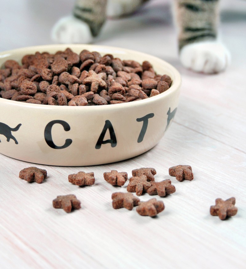 Katzensenioren brauchen manchmal eine andere Futtermenge.