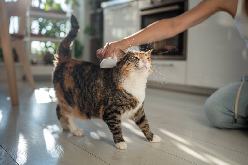 Man muss wissen, wie die Katze sich körperlich verändert, wenn sie alt wird.