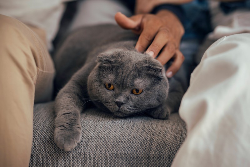 Man sollte die Wohnung für eine alte Katze anpassen.