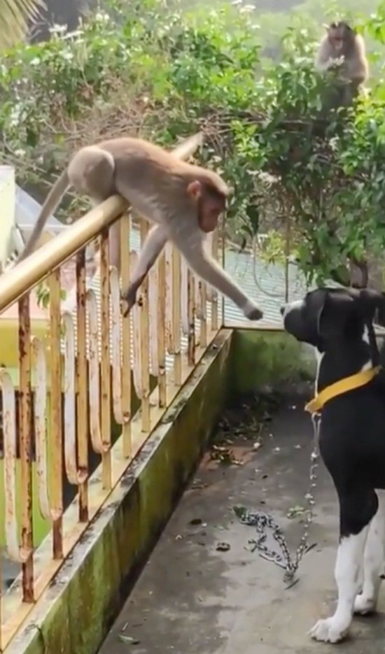 Ein Hund freut sich über den Besuch seines Freundes, dem Affen.