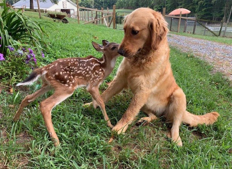 Ein Hund und ein Rentier haben eine ungewöhnliche Freundschaft.