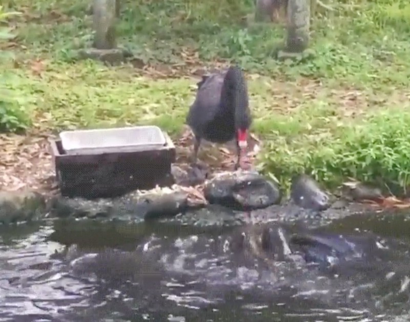 Ein schwarzer Schwan füttert seine Freunde, die Fische.