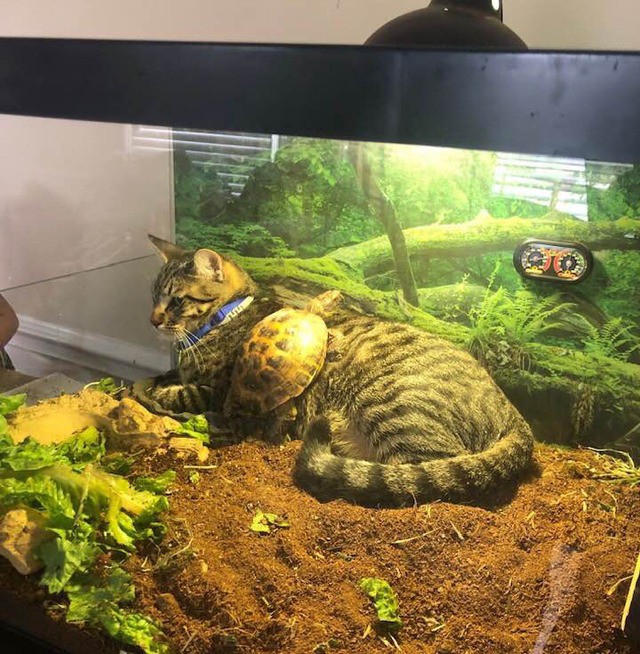 Eine Katze und eine Schildkröte entspannen gemeinsam in einem Terrarium.
