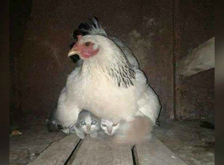 Eine unerwartete Freundschaft spielt sich zwischen einem Huhn und zwei Kitten ab.