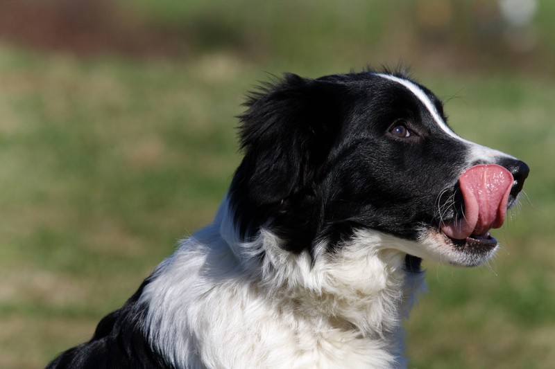 Wenn sich der Hund öfter putzt als sonst, hat er vielleicht Schmerzen.