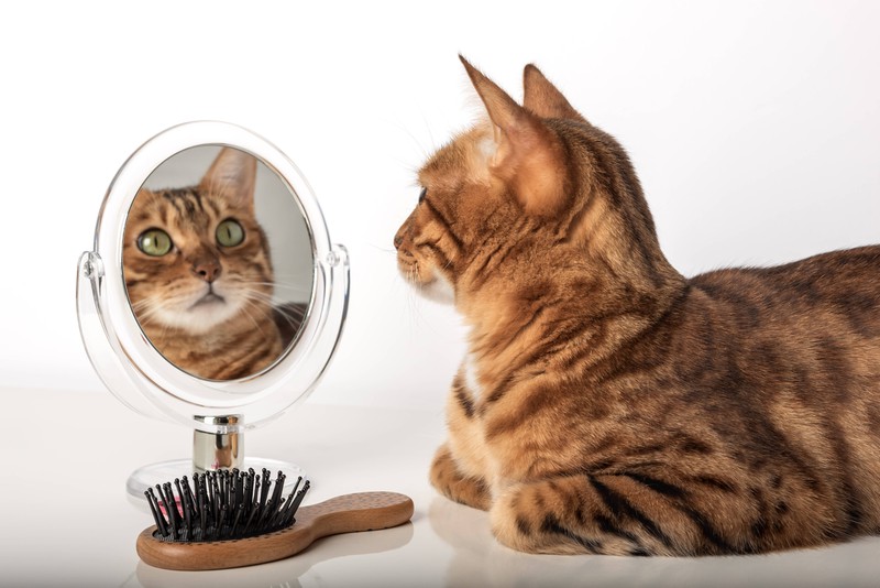 Der erstaunte Blick, weil die Katze sich selbst im Spiegel sieht.