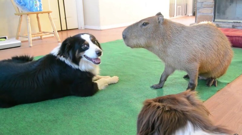 Der Hund gegenüber des Meerschweinchens wirft seinem Freund einen irritierten Blick zu.