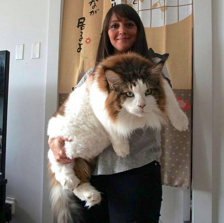 Die Frau scheint mit der Größe ihrer Katze sehr glücklich zu sein.