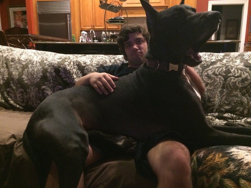 Ein ziemlich großer Hund liegt auf dem Schoß eines Jungens, ohne zu bemerken, dass er gigantisch ist.