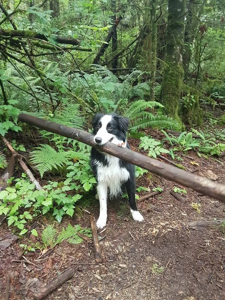 Der Hund hat definitiv den Mund ein bisschen zu voll genommen.