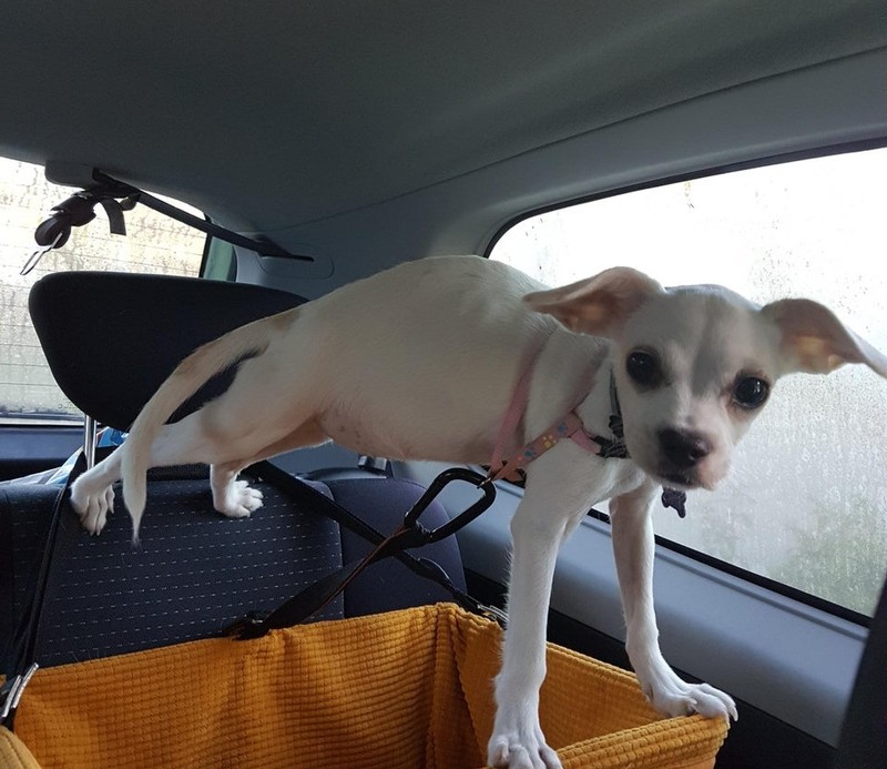 Der Hund möchte nicht in seine Transportbox und bringt sich damit in eine gefährliche Lage.