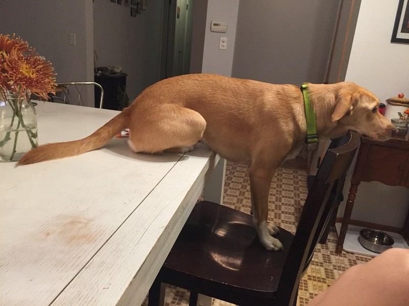 Der Hund sitzt auf eine sehr komische Art und Weise.