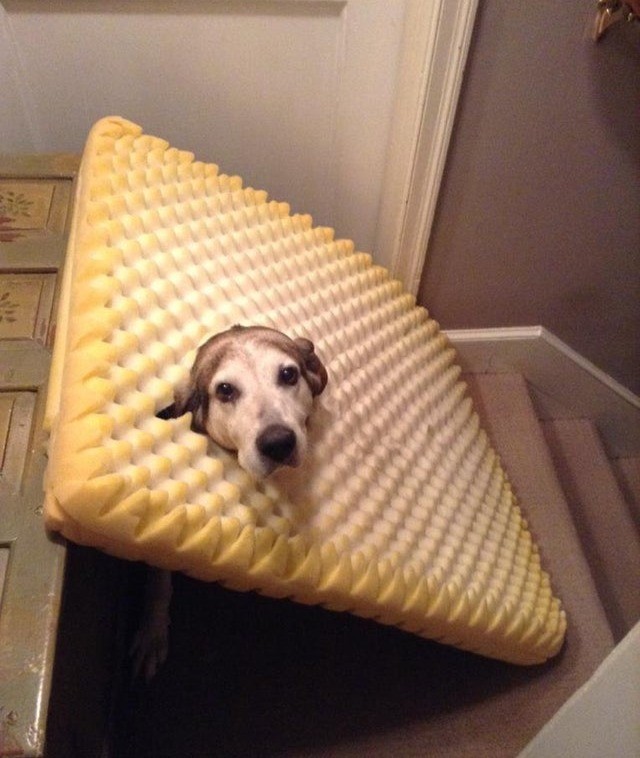 Ein Hund hat sich durch sein Bett gefressen und ist darin steckengeblieben.