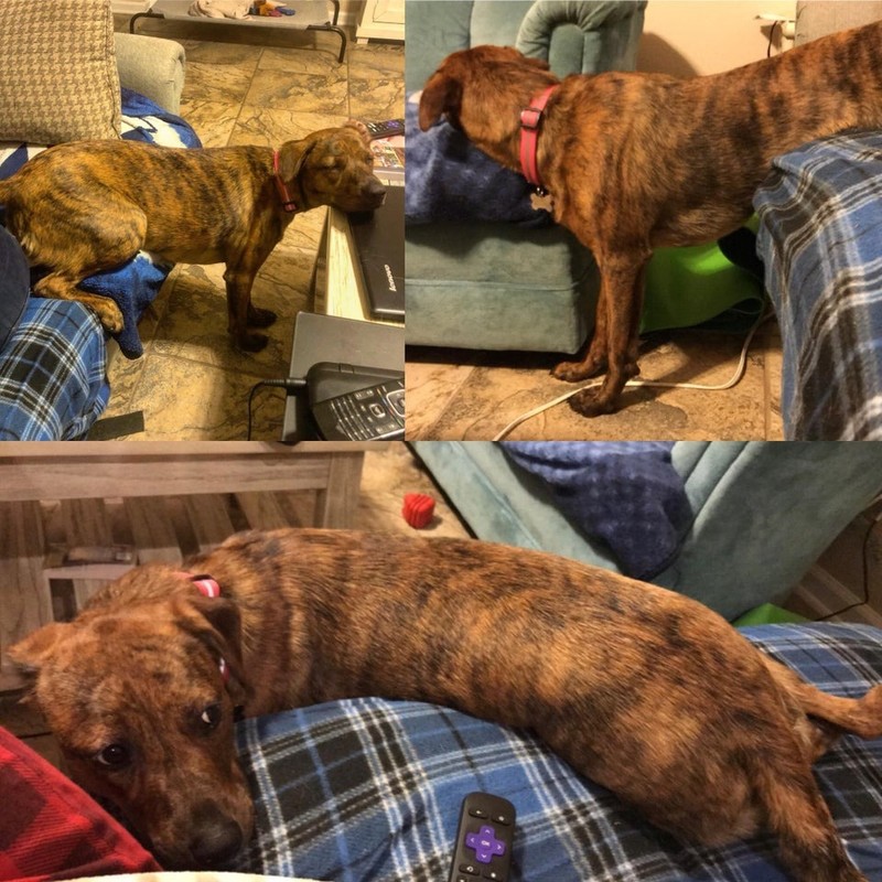 Ein verpeilter Hund nimmt komische Schlafpositionen ein.