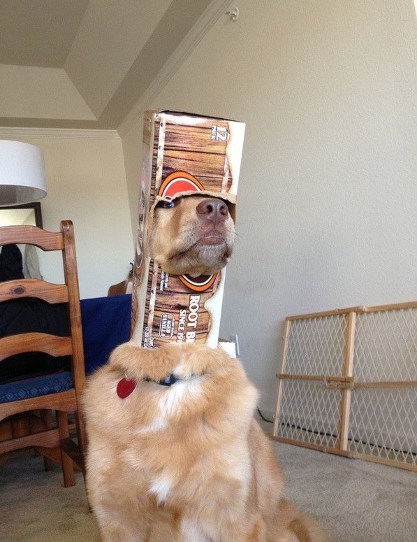 Manche Hunde sind so orientierungslos und tollpatschig.