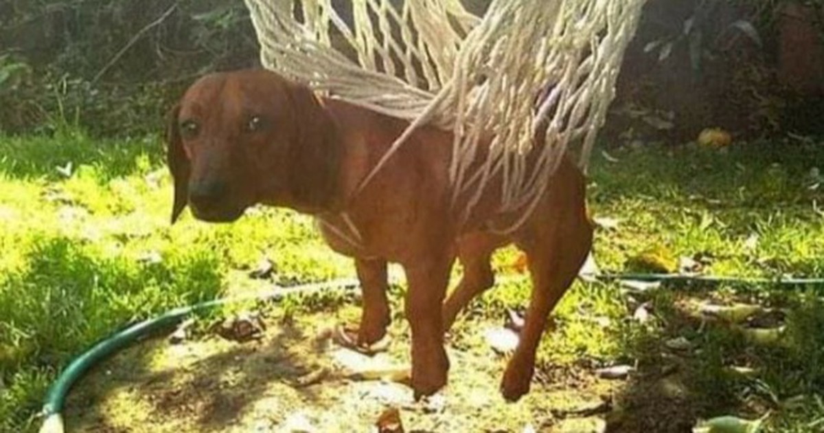 10 verpeilte Hunde, die sich in eine unangenehme Lage gebracht haben