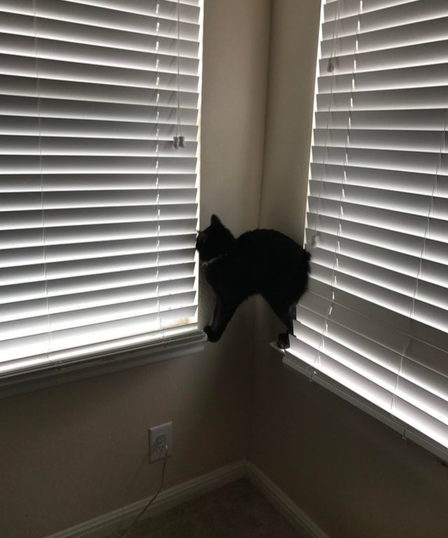 Die Katze steht auf zwei Fensterbrettern und belustigt uns mit der merkwürdigen Pose.