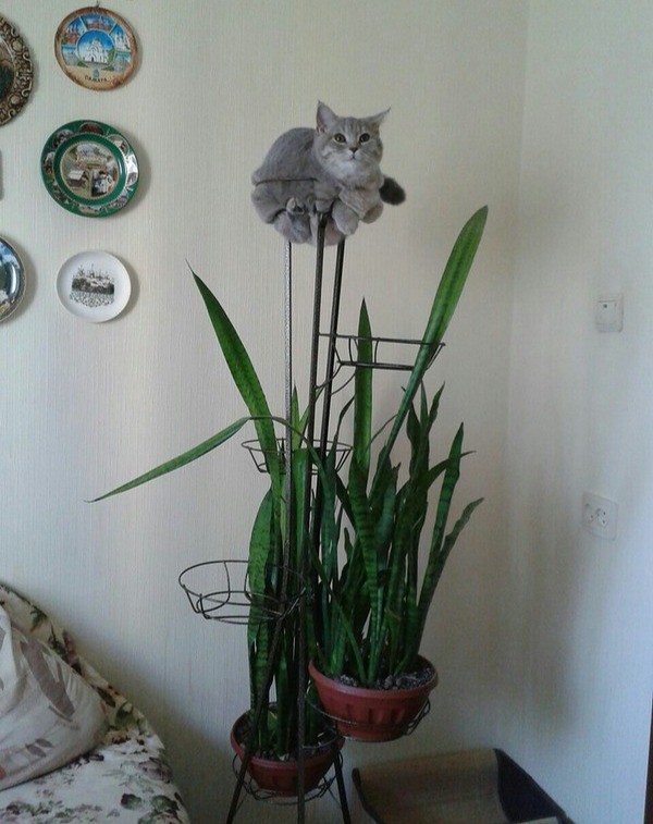Die Katze tarnt sich lustig als Pflanze.
