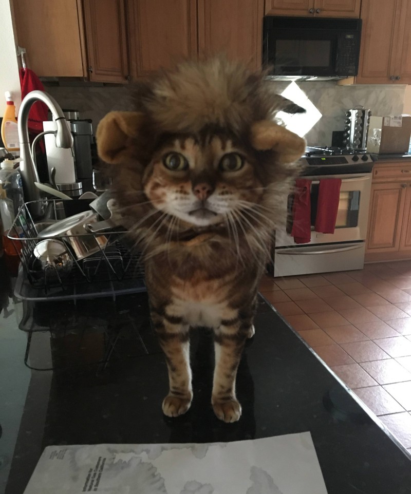 Eine Katze trägt eine Löwenmähne und sieht dabei zuckersüß aus.