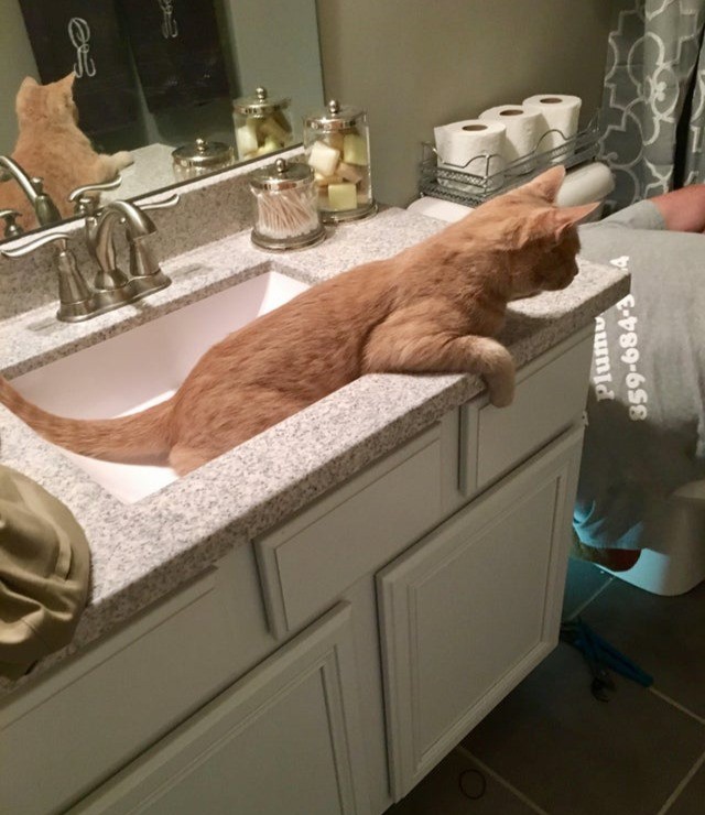 Eine witzige Katze beobachtet einen Klempner ganz genau, während er im Bad herumwerkelt.