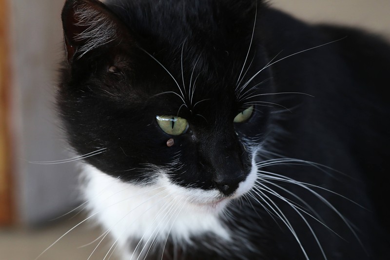 Eine Katze muss von Zeckenbissen befreit werden.
