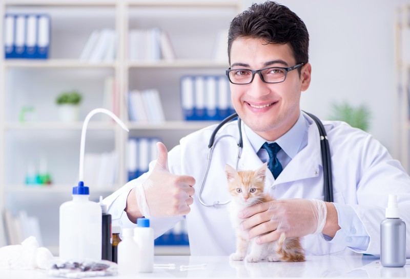 Ist die Katze gesund, freut sich der Tierarzt.