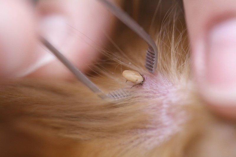 Mit einer Zeckenzange kannst du Zecken gefahrlos aus dem Fell deiner Katze entfernen.