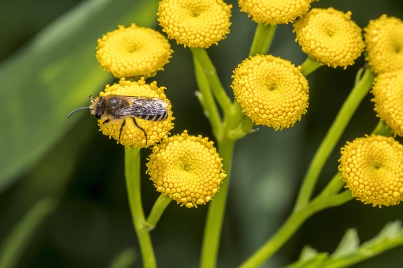 Rainfarn: von Zecken verachtet, von Bienen geliebt.