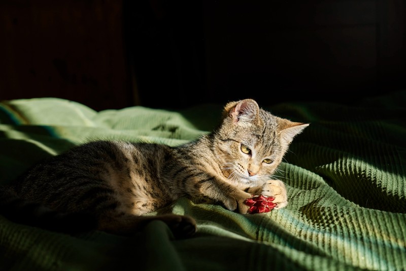Ältere Katzen haben eine andere Verdauung.