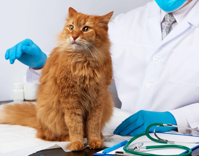 Bei bestimmten Symptomen sollte man mit der Katze einen Tierarzt aufsuchen.