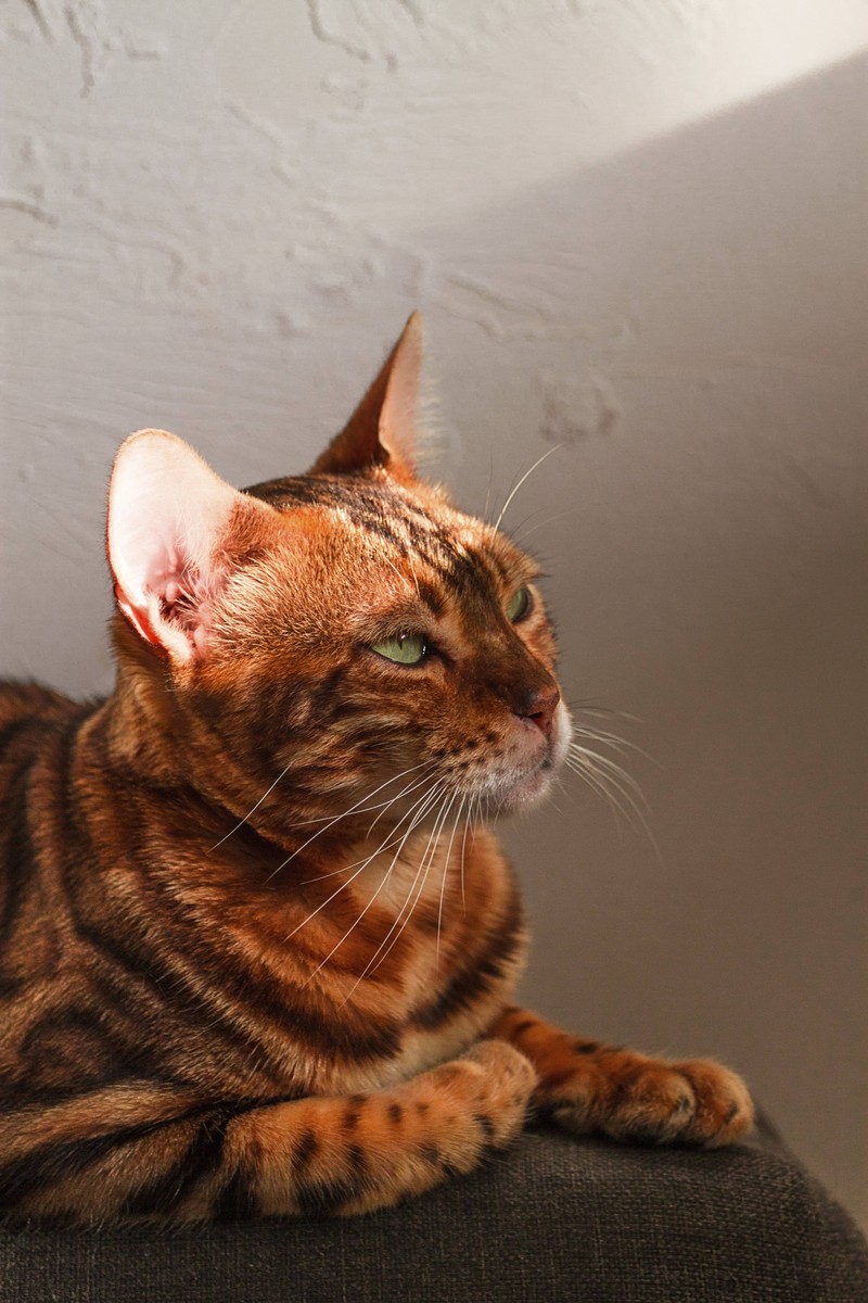 Darauf kannst du bei ernährungsempfindlichen Katzen achten: