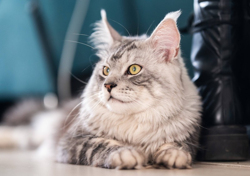 Das bekommt deine Katze wahrscheinlich verschrieben: