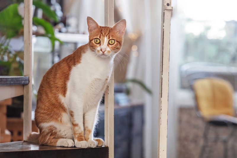 Deine Katze erbricht? Das kannst du tun.