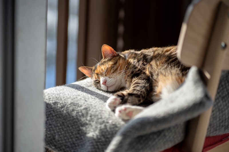 Katzen, die sich viel übergeben müssen, brauchen viel Ruhe.