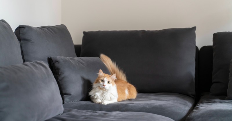 Katzen, die viel alleine sind, können einsam sein und sich deswegen öfters übergeben.