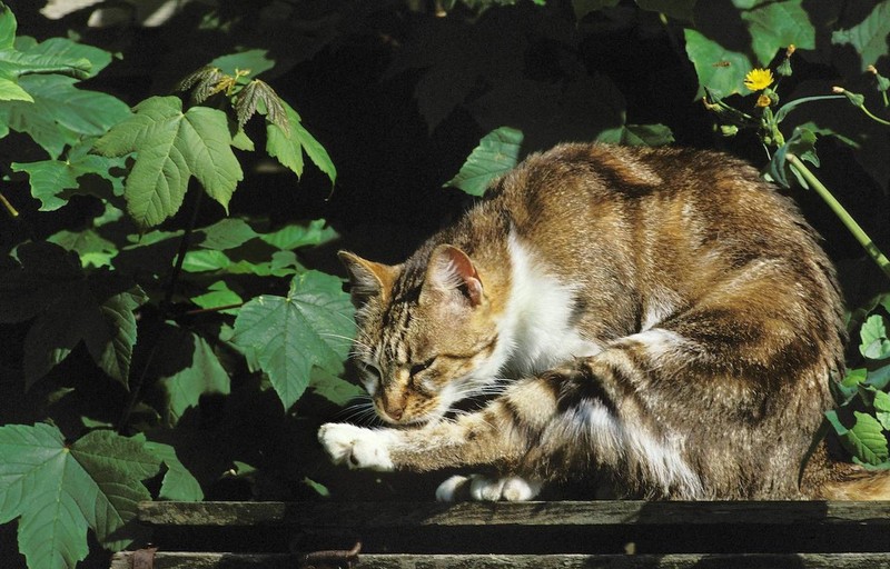 Katzen erbrechen oft Haarbälle.